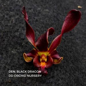 Dendrobium Black Dragon