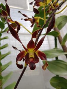 Dendrobium Black Dragon