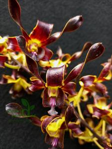 Dendrobium Black Dragon