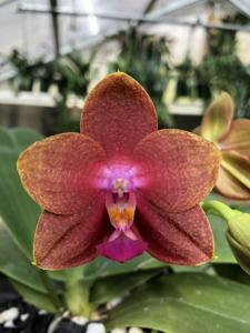 Phalaenopsis Mituo Champion Bellina