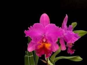 Rhyncholaeliocattleya Cosmo-Peony