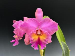 Rhyncholaeliocattleya Cosmo-Peony