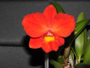 Rhyncholaeliocattleya Lam's Haven