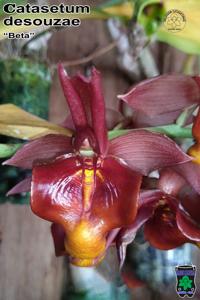 Catasetum desouzae