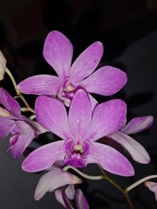 Dendrobium De Tjolomadoe