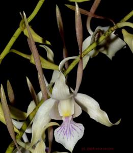 Dendrobium Kranji Little Egret