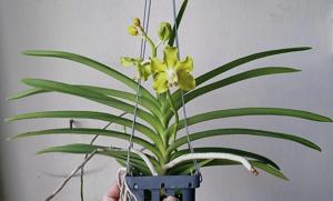 Vandachostylis Jairak Thai Green