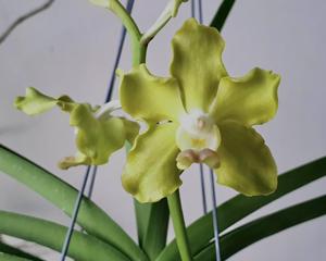 Vandachostylis Jairak Thai Green