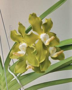 Vandachostylis Jairak Thai Green