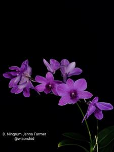 Dendrobium Ningrum Jenna Farmer