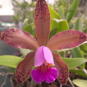 Rhyncholaeliocattleya Estrella de Belén MF