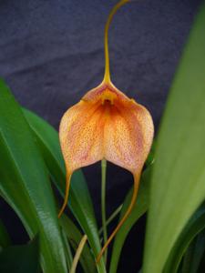 Masdevallia Teipels Davigland