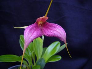 Masdevallia Teipels Decufalc