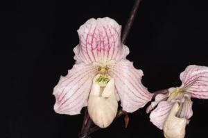 Paphiopedilum Hanna Cramer