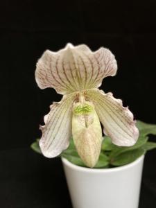 Paphiopedilum Hanna Cramer