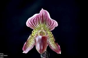 Paphiopedilum Monika Bartl