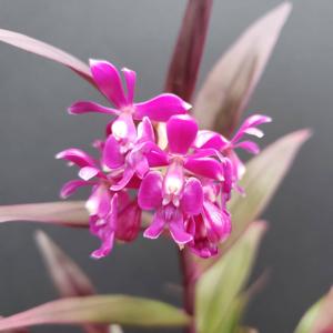 Epidendrum Kelly Forks