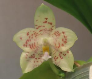 Phalaenopsis Jamboree Blossom