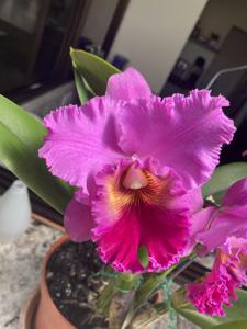 Rhyncholaeliocattleya Sau-Ping Cheung Chan