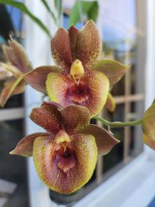 Catasetum AA Orquídeas