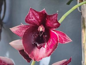 <i>Catasetum</i> AA Orquídeas