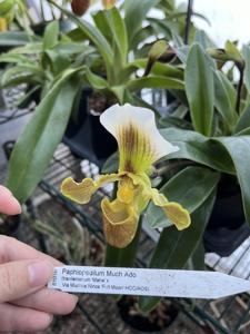 Paphiopedilum Much Ado