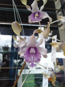 Dendrobium Noor Azizzah