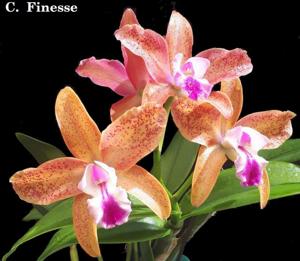 Cattleya Finesse