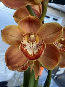 Cymbidium Karen's Treasure