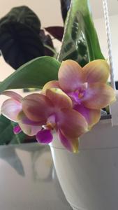 Phalaenopsis Yaphon Only