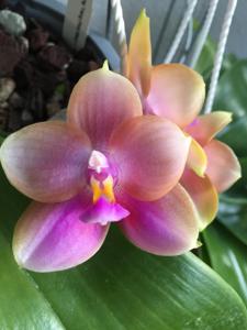 Phalaenopsis Yaphon Only