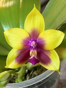 Phalaenopsis Yaphon Only