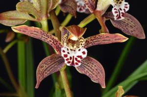 Cymbidium Sylvia Darr