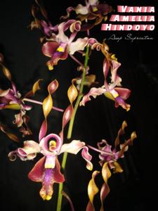 Dendrobium Vania Amelia Hindoyo