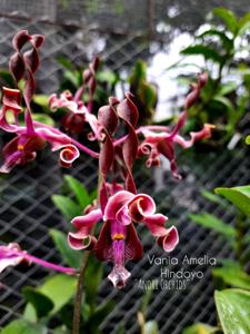 Dendrobium Vania Amelia Hindoyo