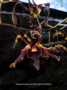 Dendrobium Vania Amelia Hindoyo