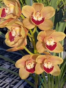 Cymbidium Rusty Singer