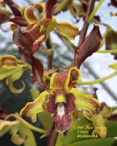 Dendrobium Royal Sparkle