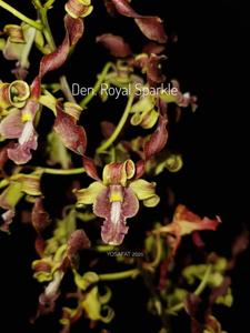 Dendrobium Royal Sparkle