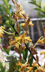 Dendrobium Roserinum