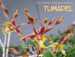 Dendrobium Tumapel