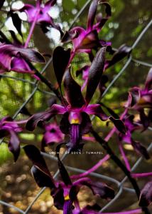 Dendrobium Tumapel