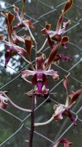 Dendrobium Tumapel