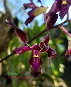 Dendrobium Tumapel