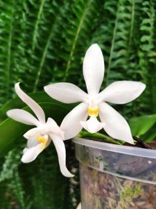 Phalaenopsis Joy Snow Swan