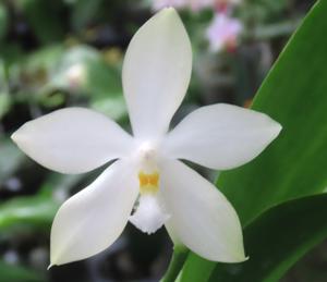 Phalaenopsis Joy Snow Swan