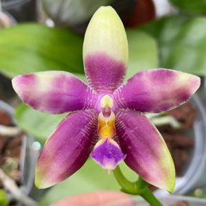 Phalaenopsis Mainshow Blue Tint