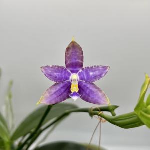 Phalaenopsis Mainshow Blue Tint