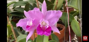 Cattleya Shawn Quealy