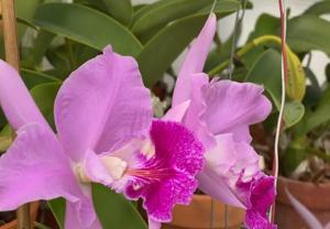 Cattleya Shawn Quealy